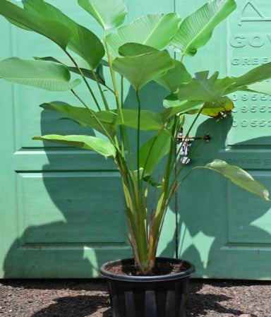 Calathea Cigar (Calathea Lutia)