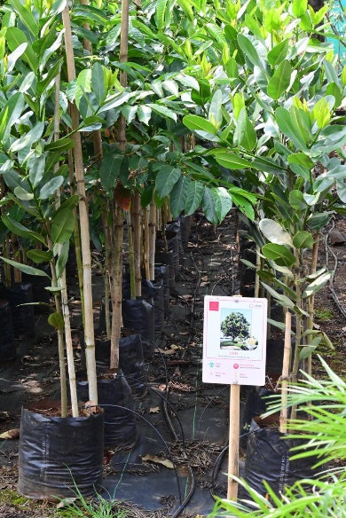 Coconut Banavali (Cocos nucifera)