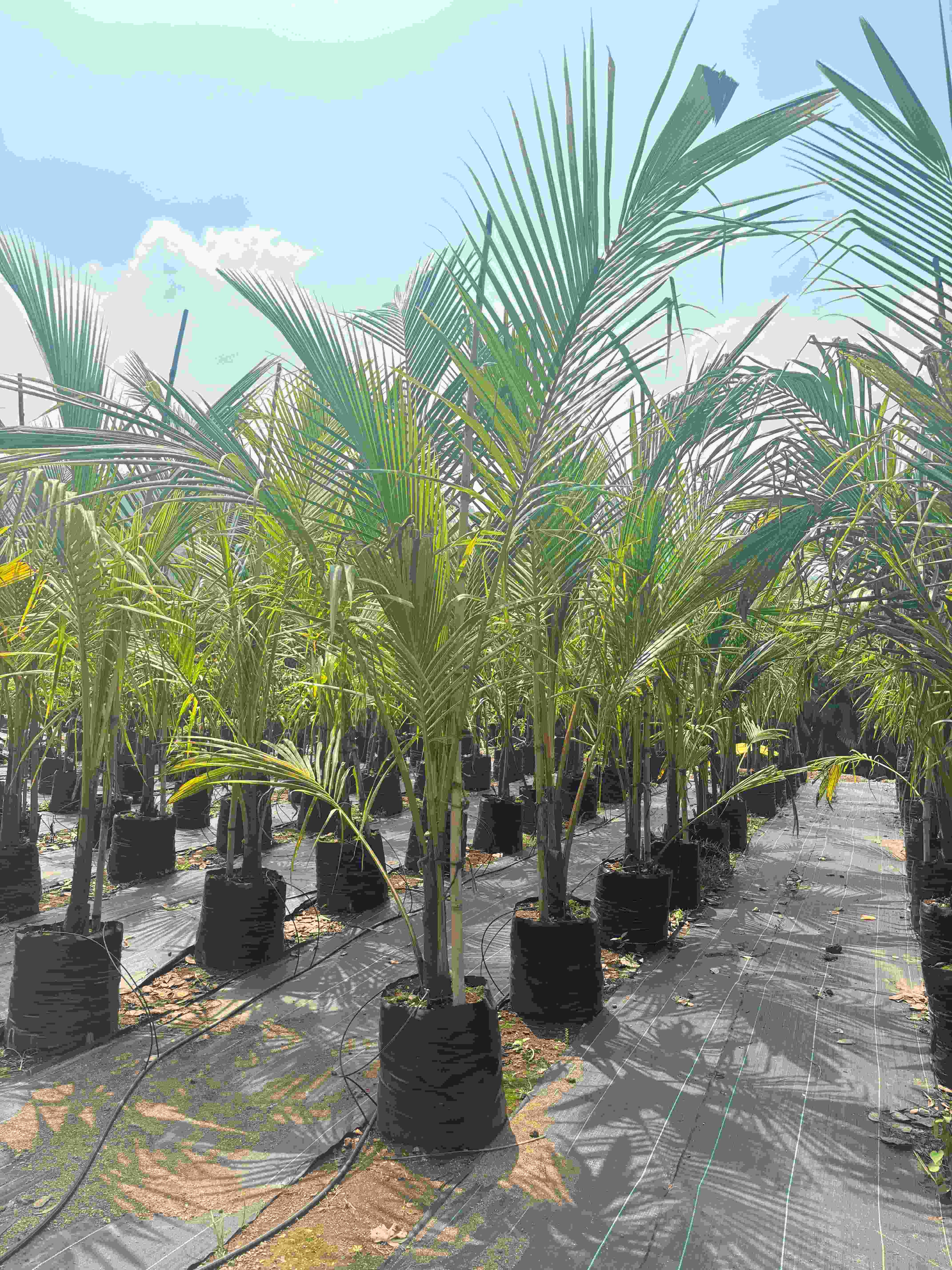 Coconut Banavali (Cocos nucifera)