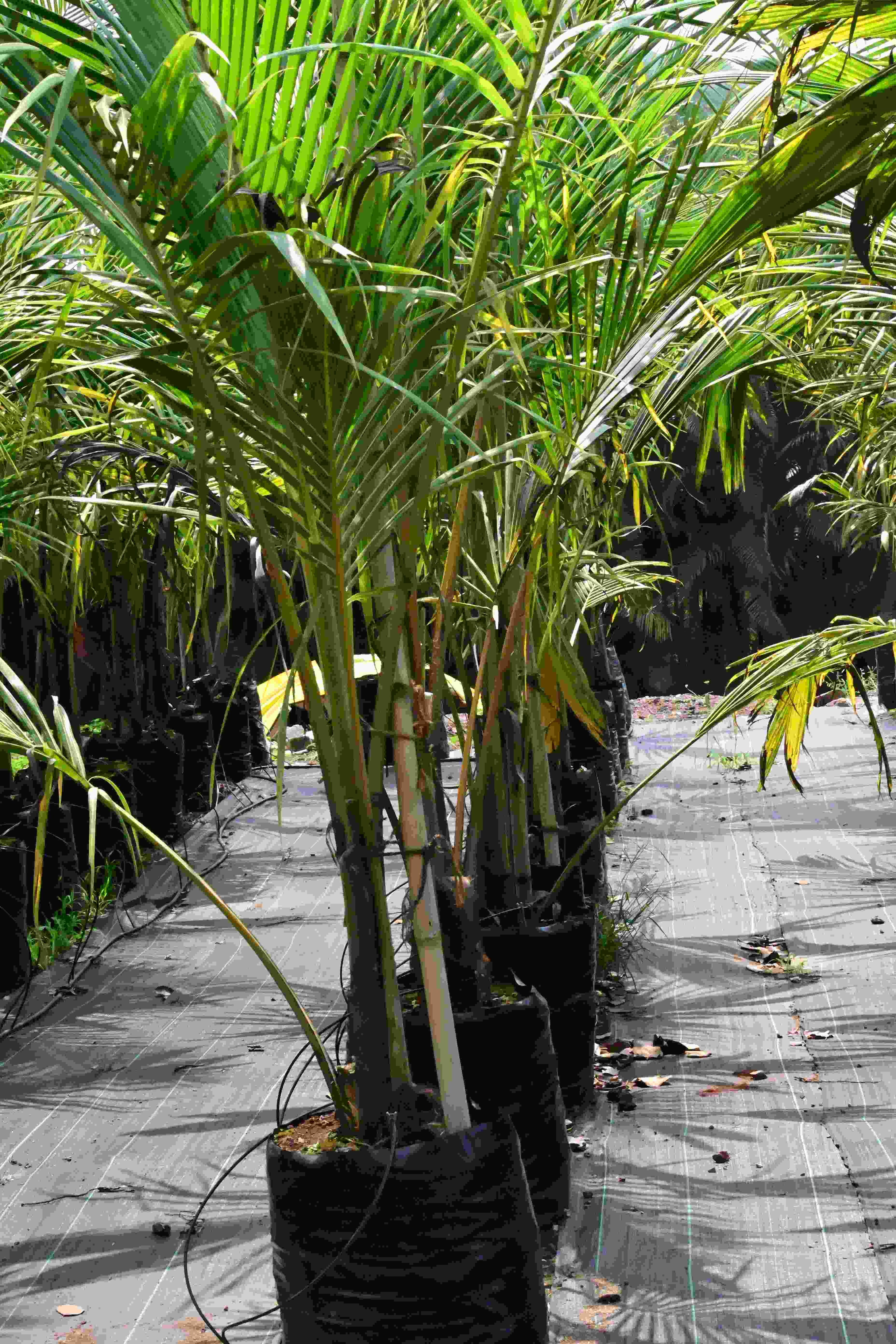 Coconut (Green) (Cocos nucifera)