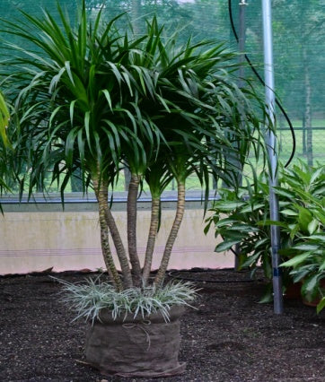 Draceana Drago