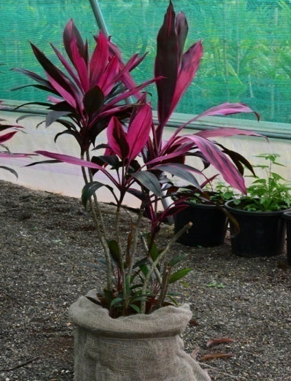 Dracena Mahatma