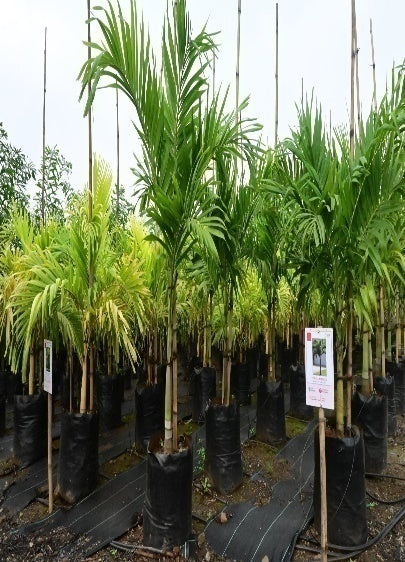 Fern tree (Filicium decipiens)