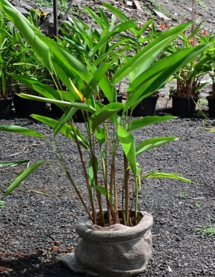 Heliconia psittacorum