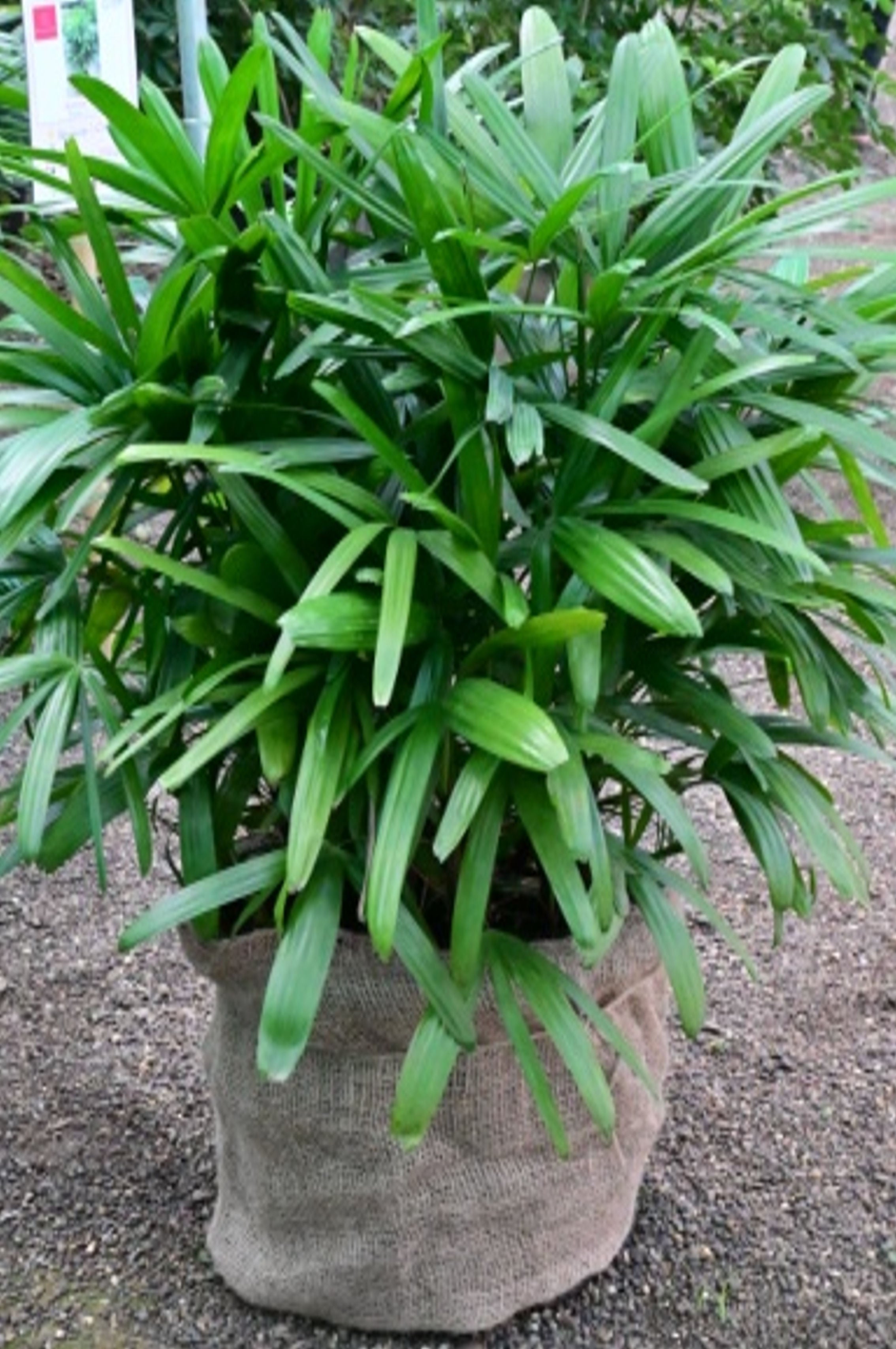 Raphis Palm (Rhapis excelsa)