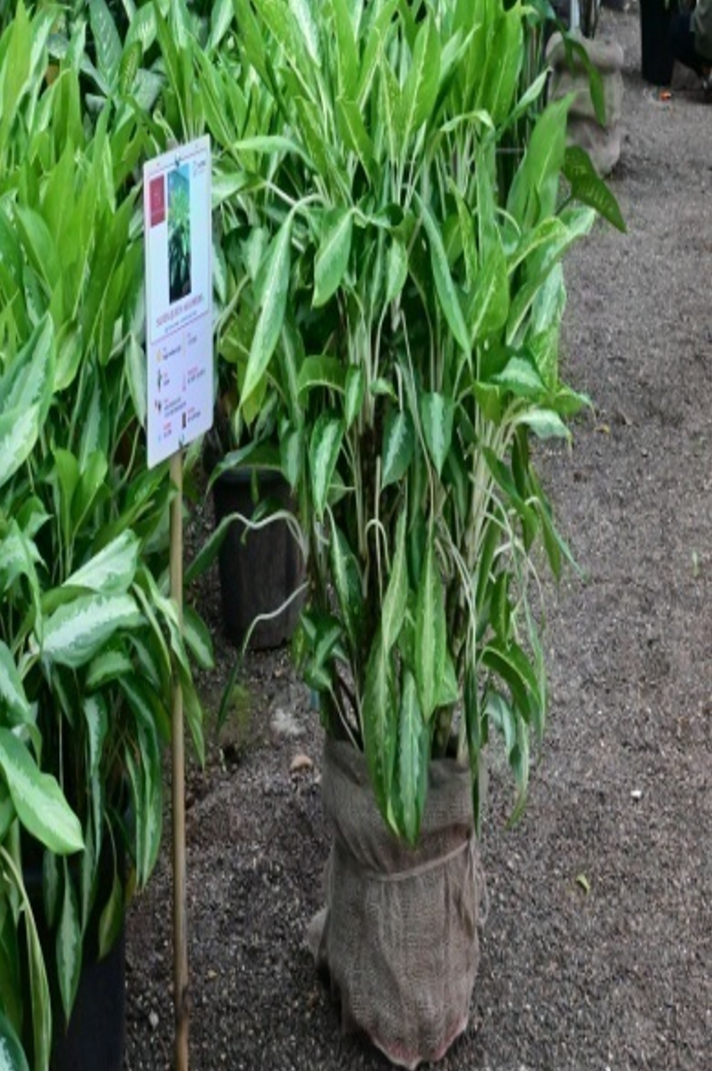 Silver queen aglonema (Aglaonema Commutatum)