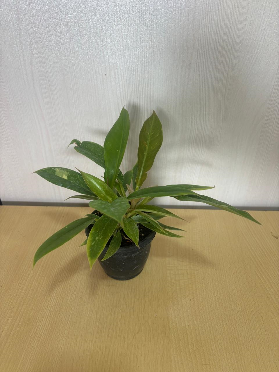Philodendron ' Variegated Ring Of Fire' (Philodendron wendlandii x Philodendron tortum)