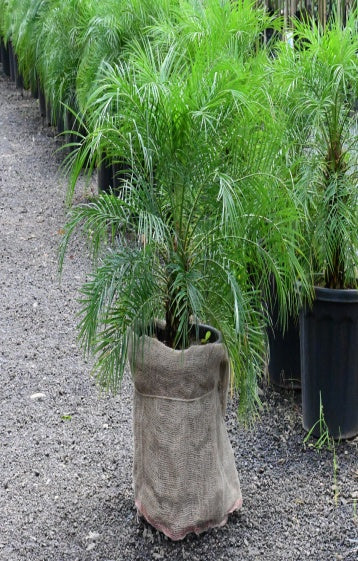 Phoenix palm