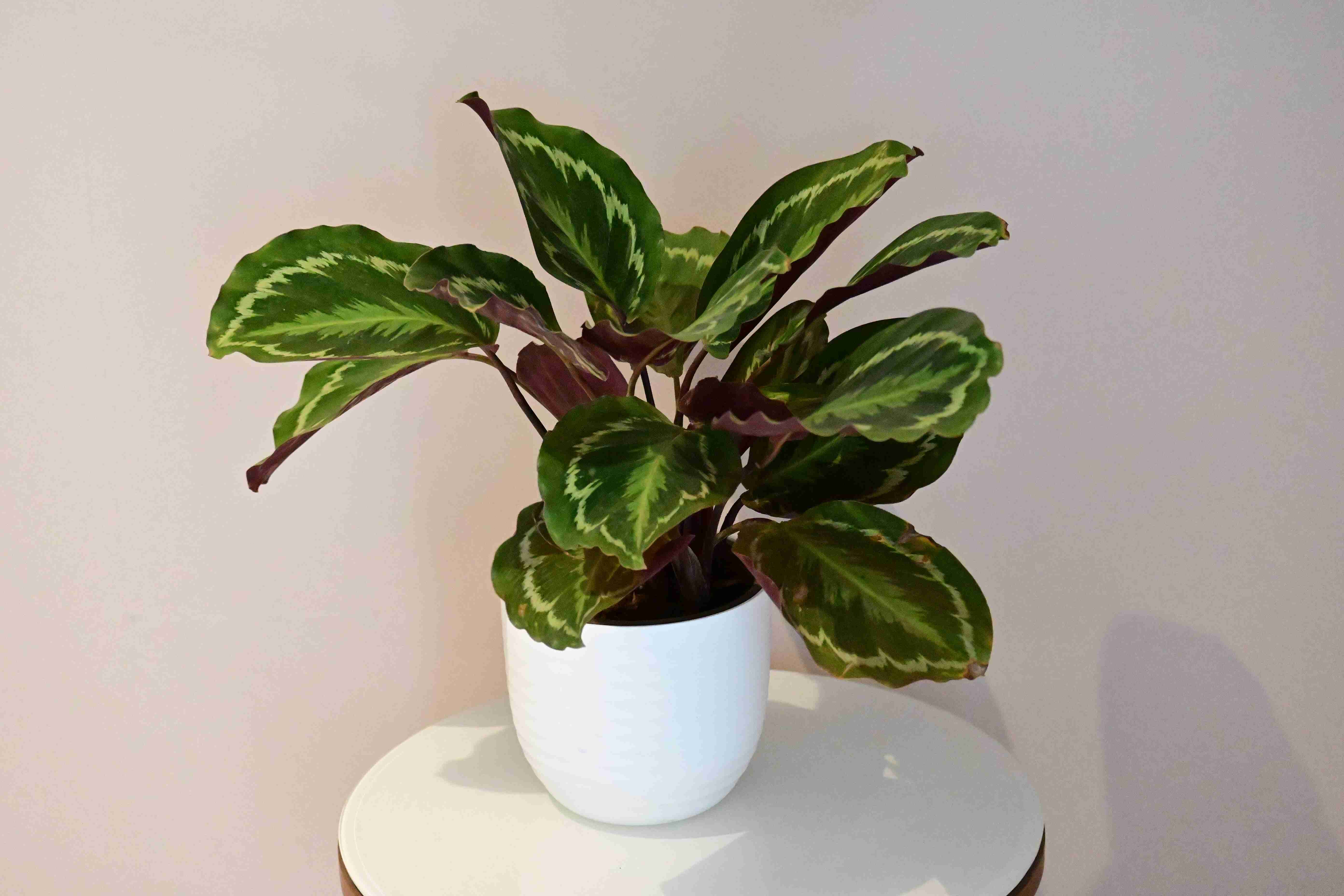 Rose-Painted Calathea (Calathea roseopicta)