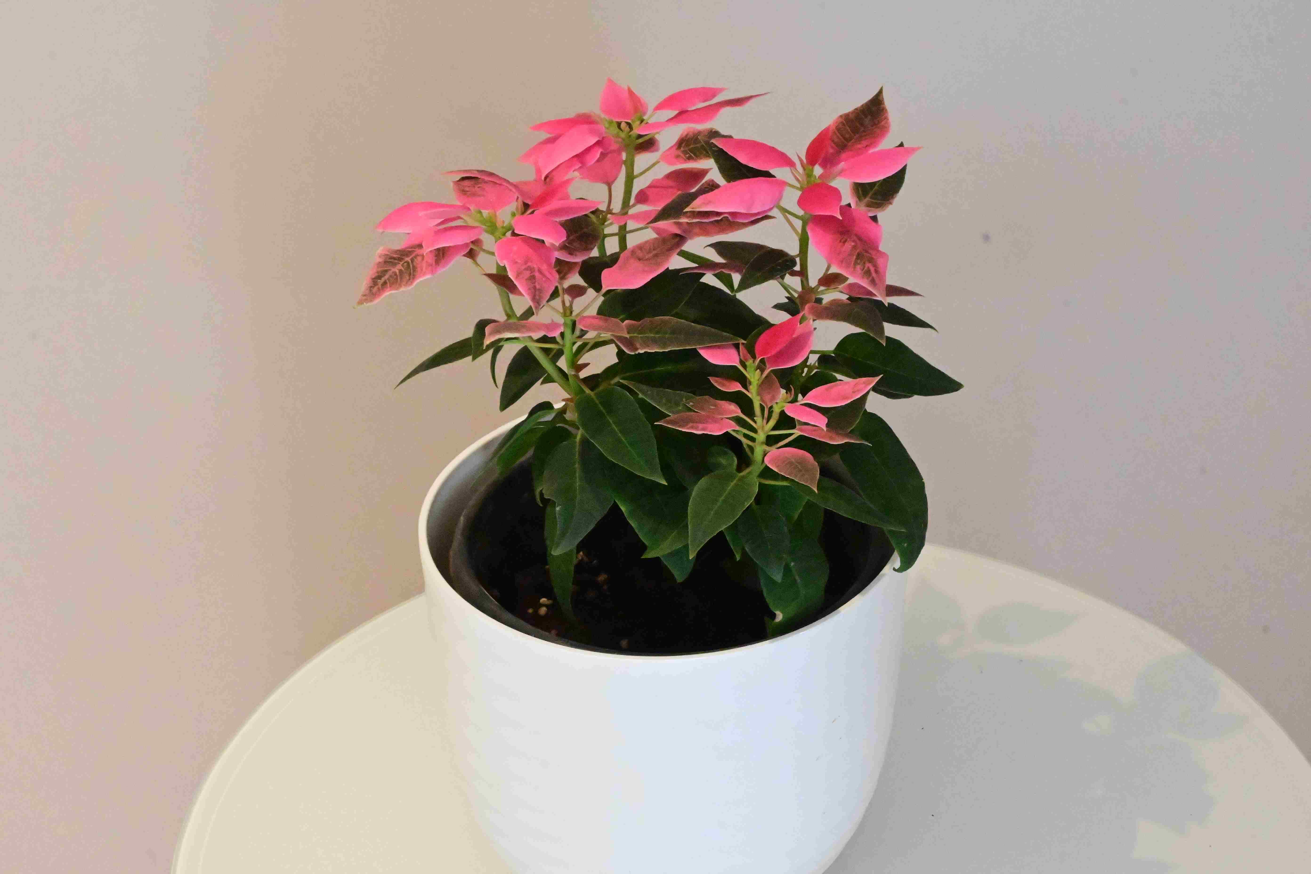 Poinsettia (Euphorbia pulcherrima)
