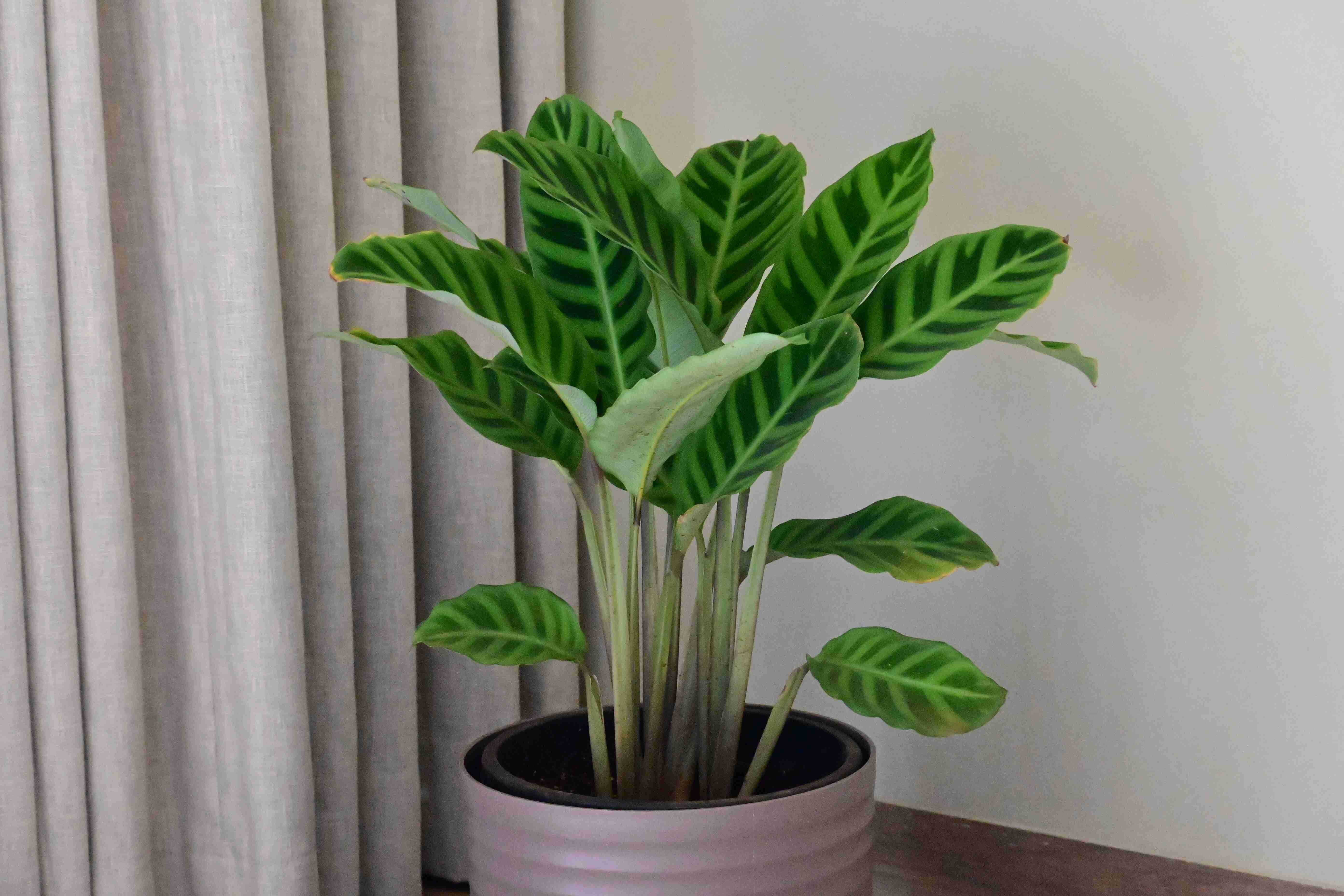 Zebra plant (Calathea zebrina)