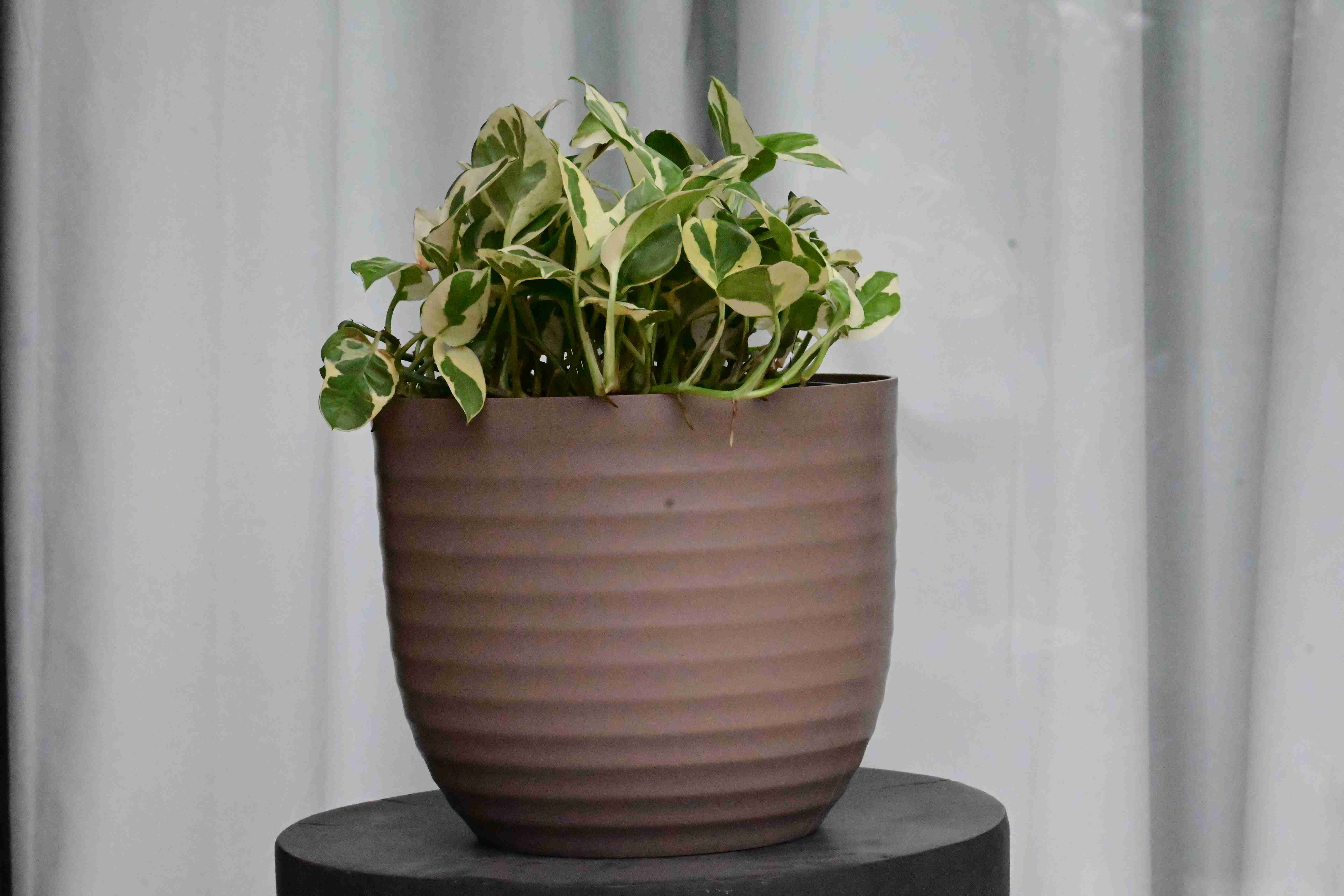 Money Plant (Enjoy) (Epipremnum aurum)