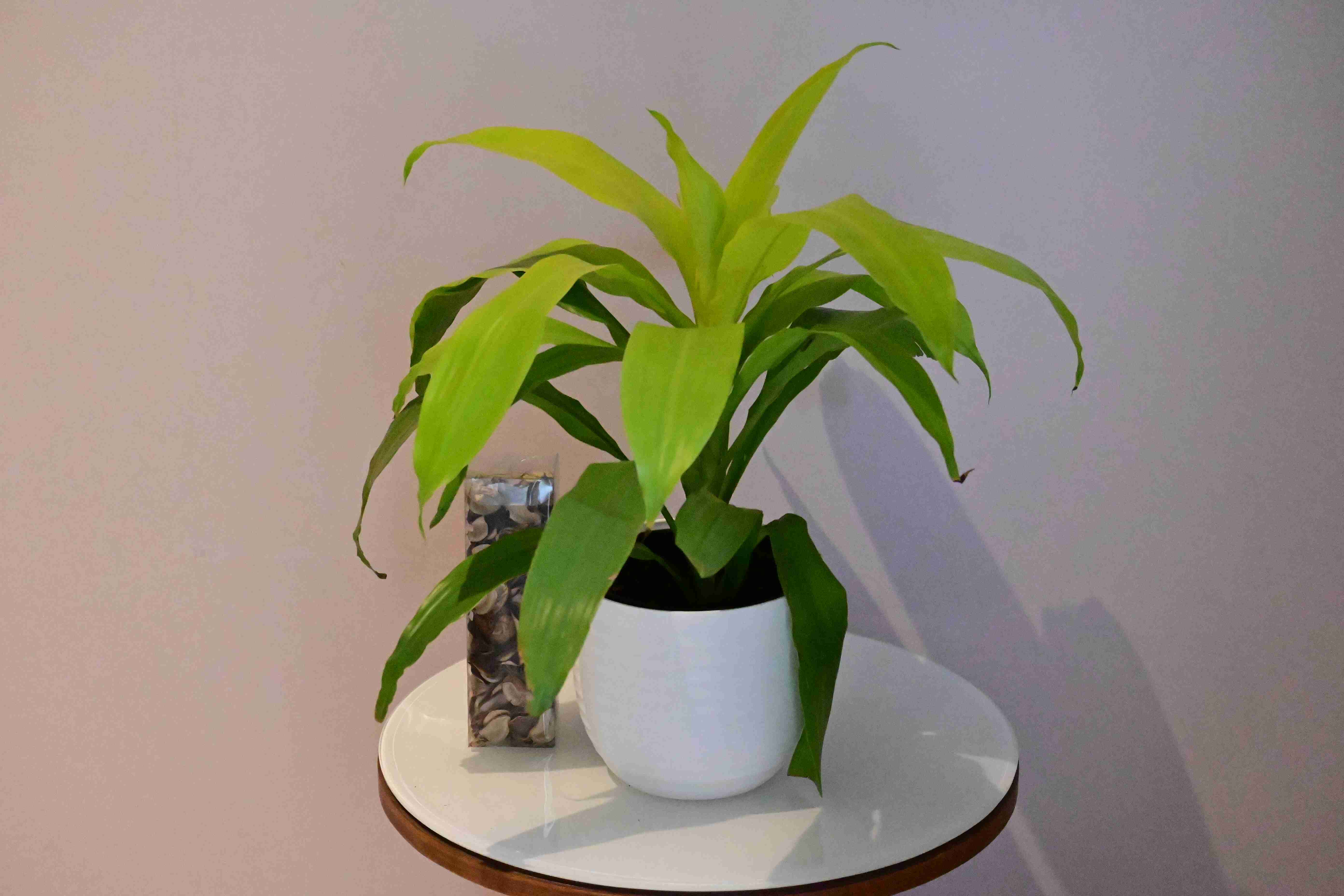 Limelight dracena (Dracena warneckii 'limelight')