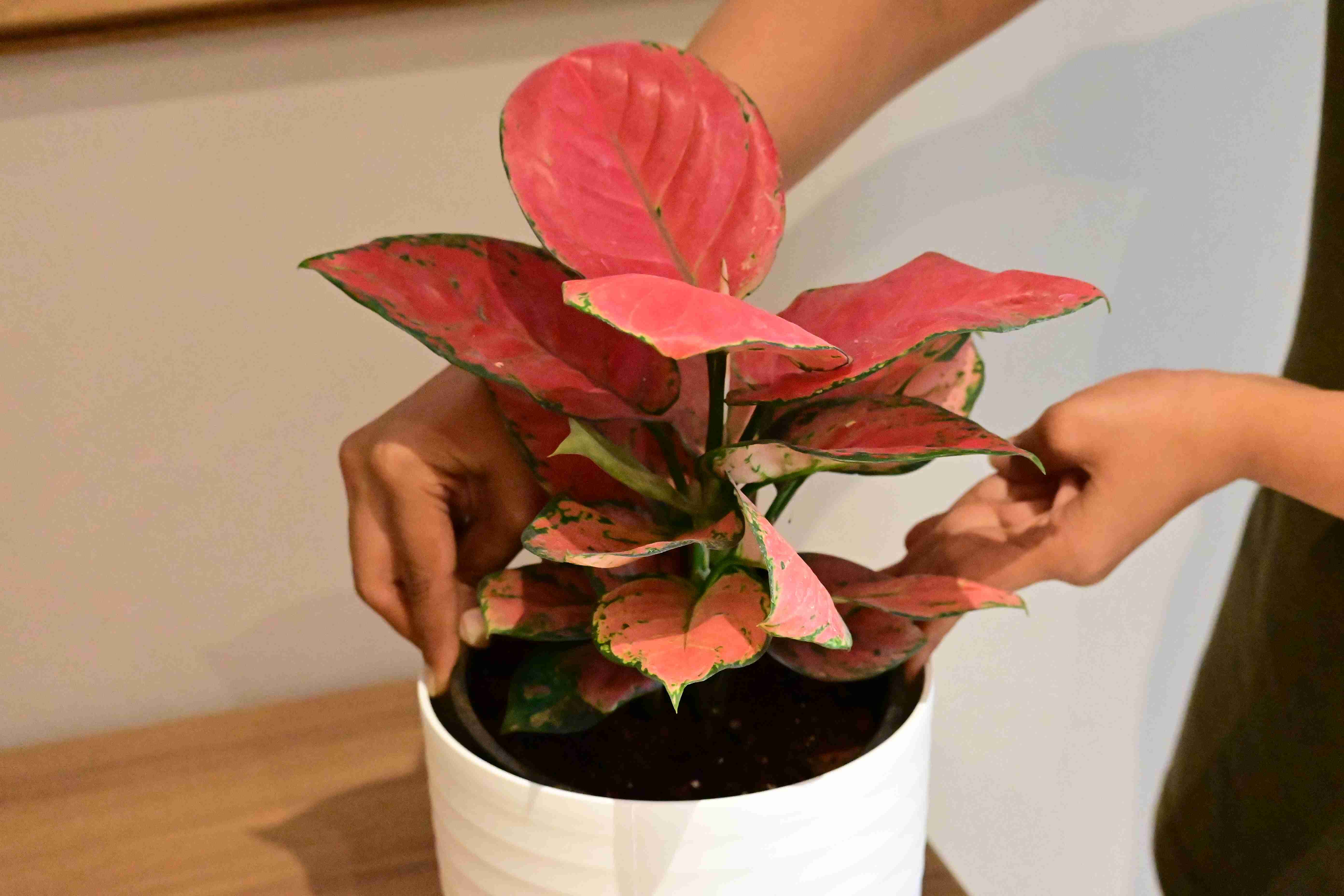 Aglaonema pink beauty (Aglaonema anyamanee)