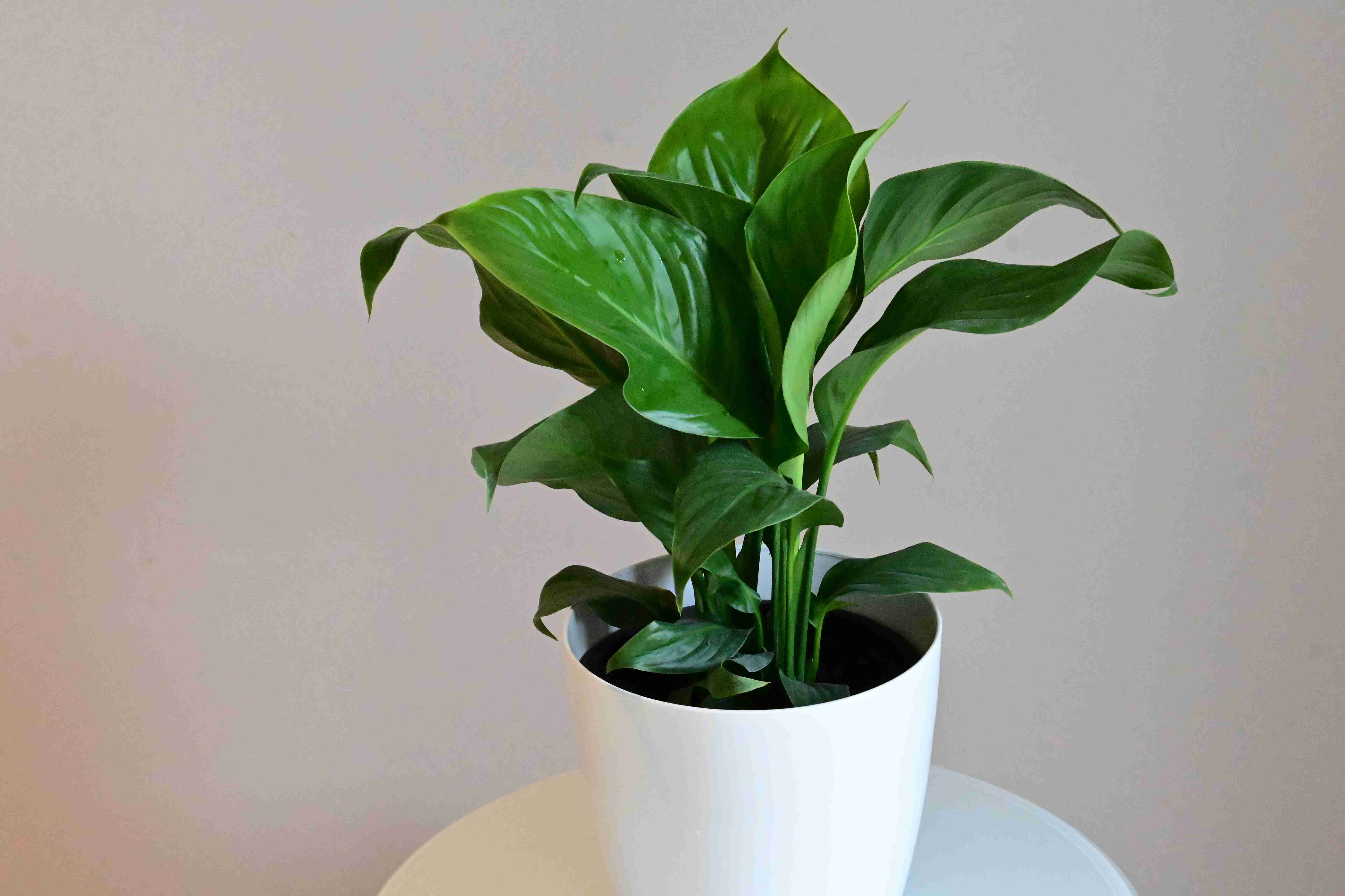 Peace lily (Spathiphyllum wallisii)