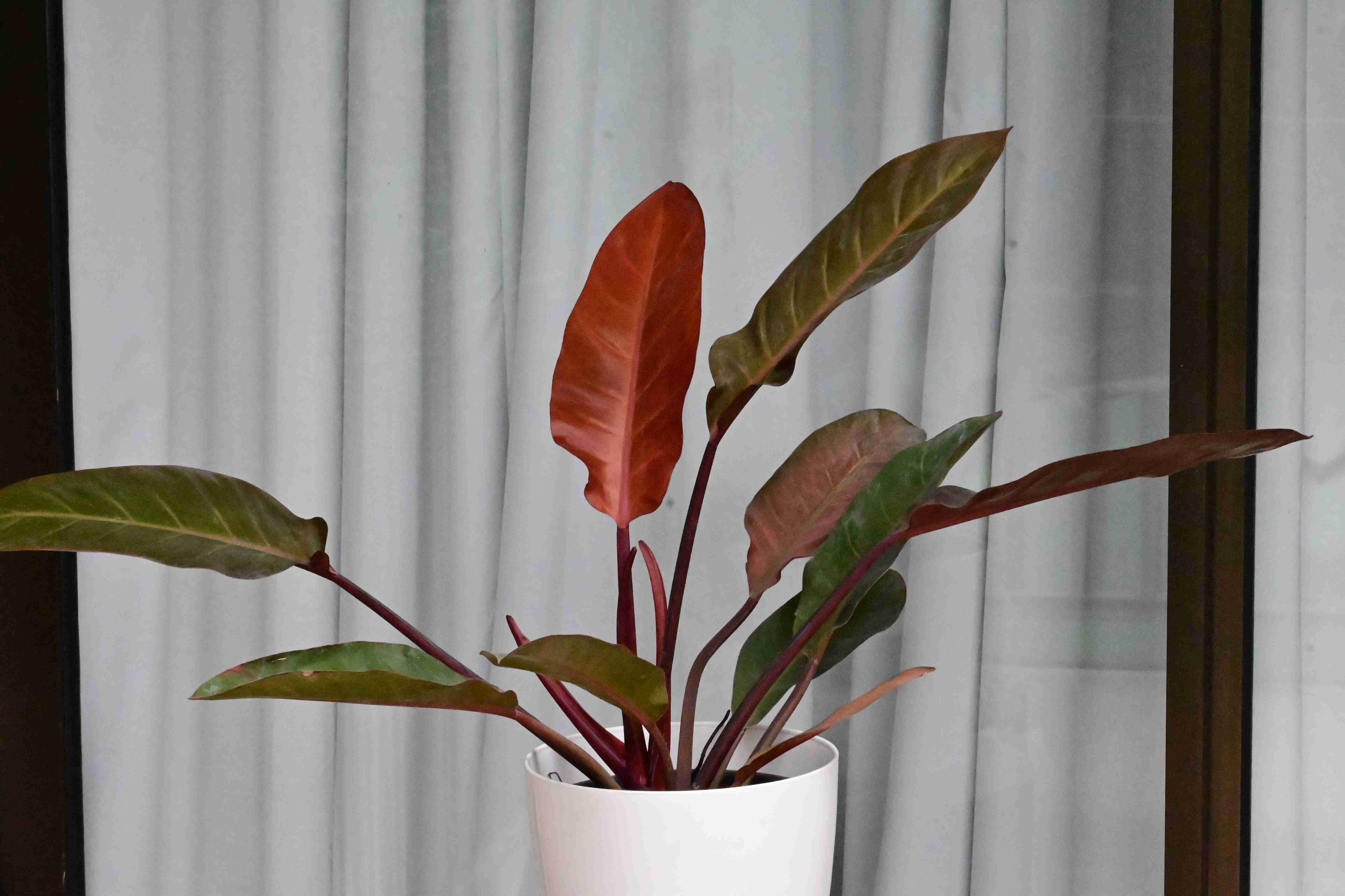 Philodendron black cardinal (Philodendron erubescens 'black cardinal')