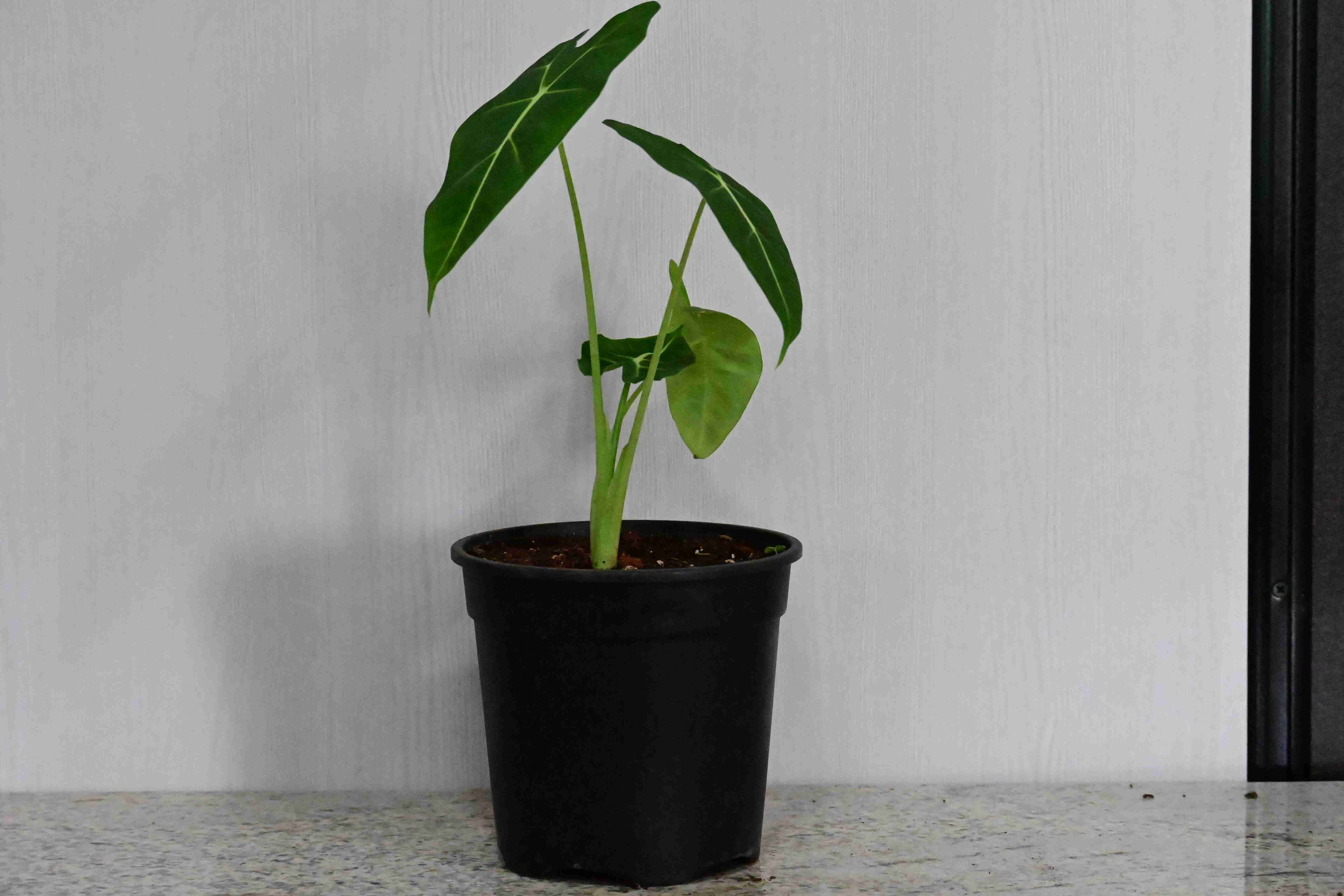 Green Velvet Alocasia (Alocasia micholitziana 'Frydek')
