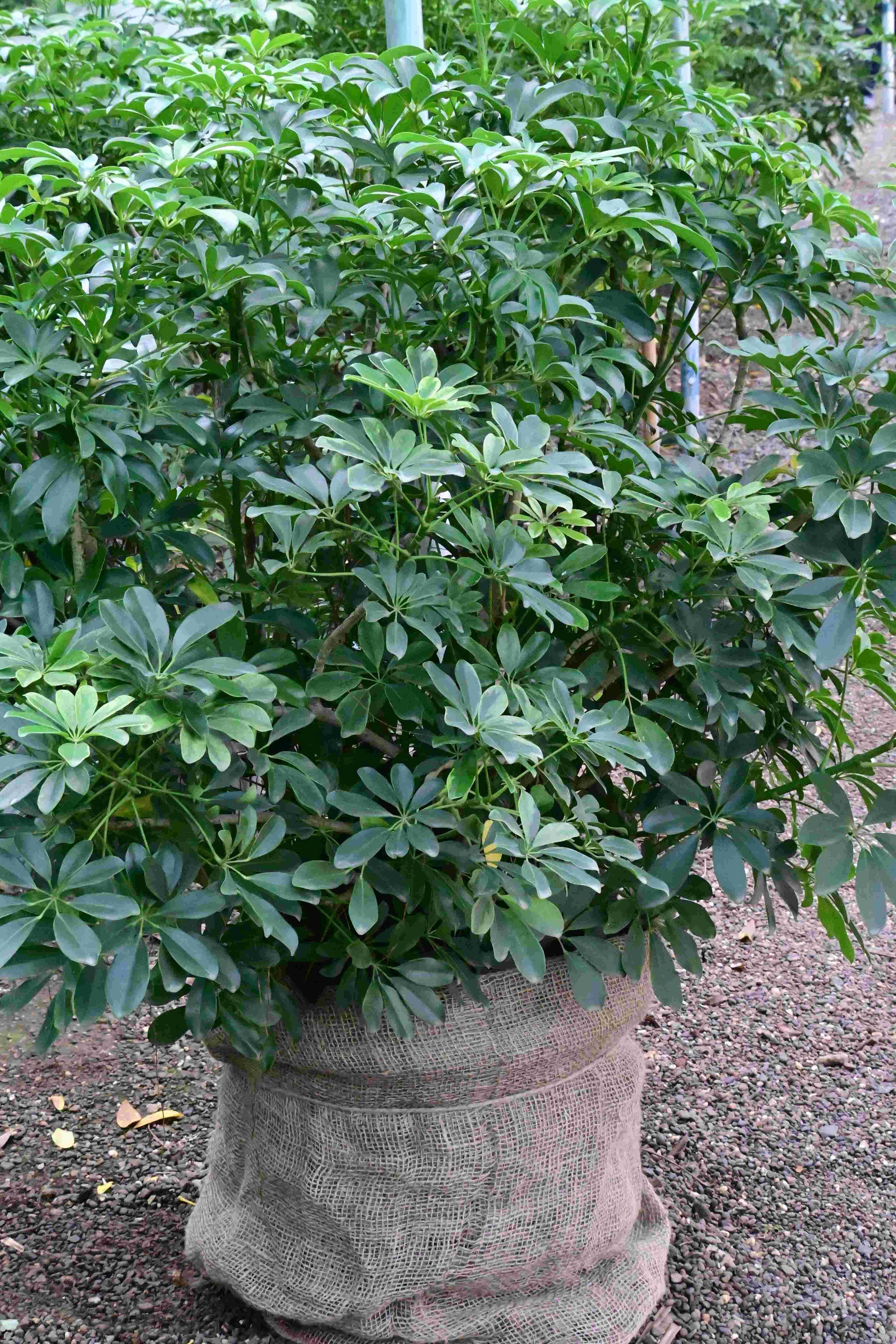 Schefflera (Heptapleurum arboricola)
