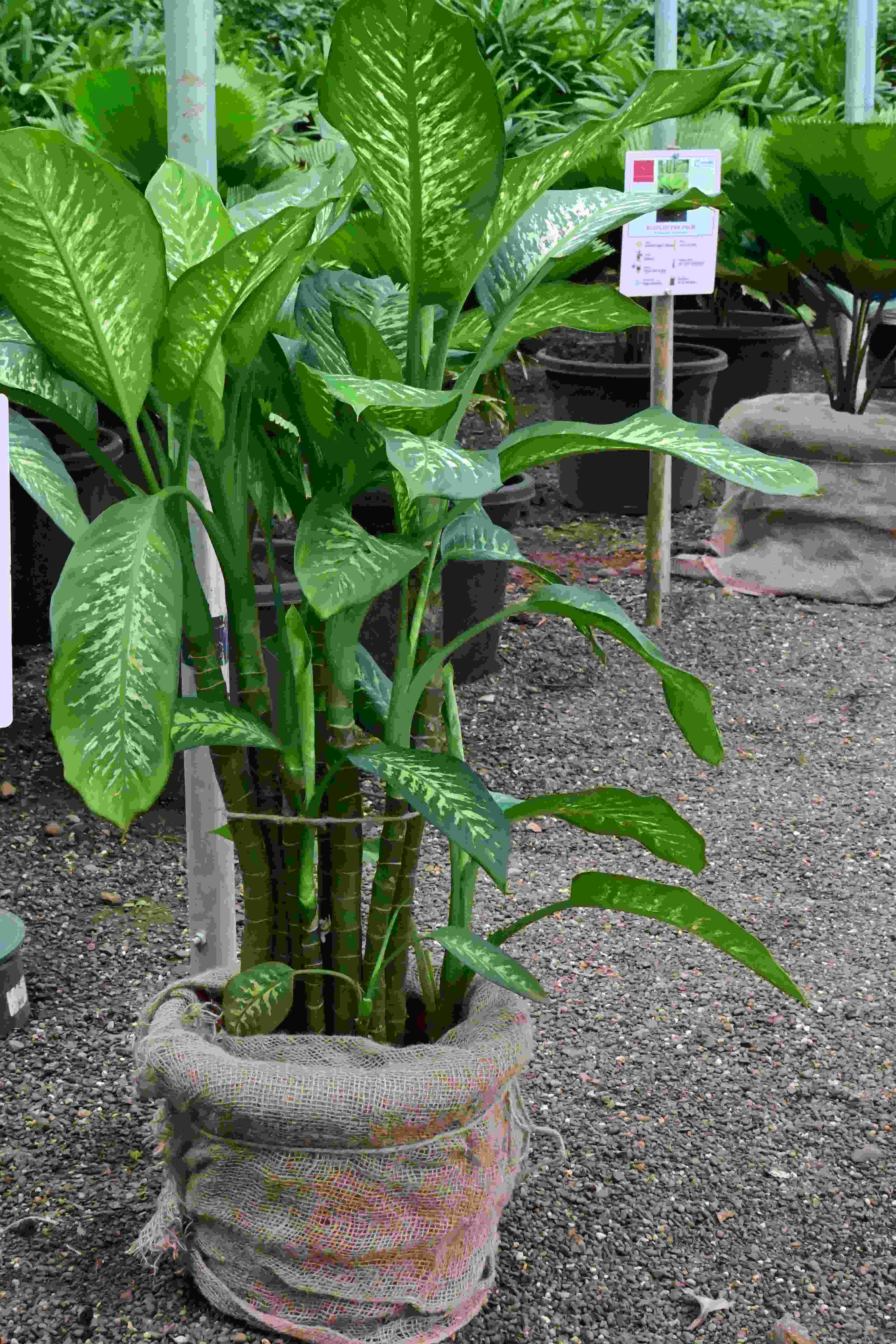 Dumb Cane (Dieffenbachia seguine)
