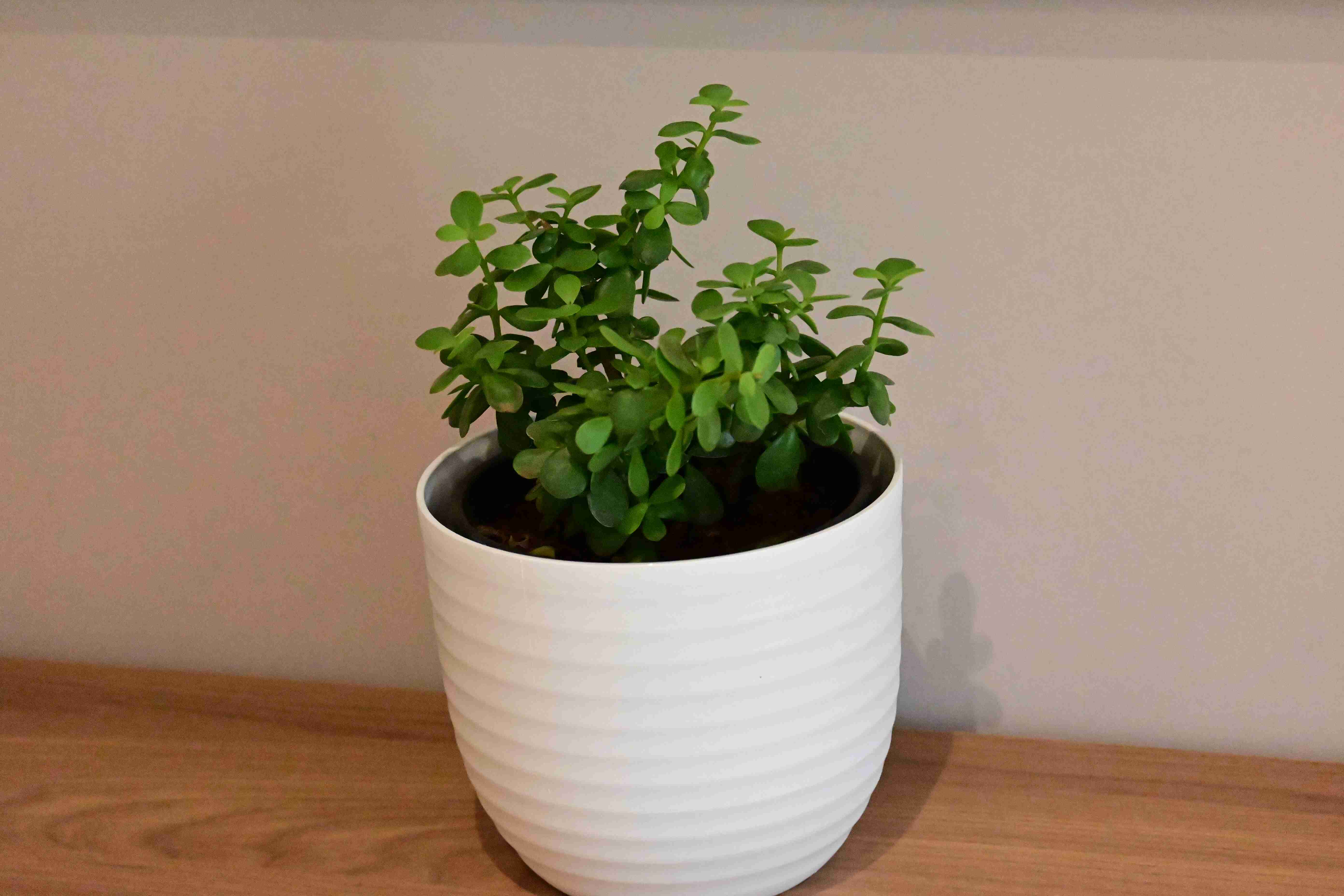 Jade Plat (Crassula ovata)