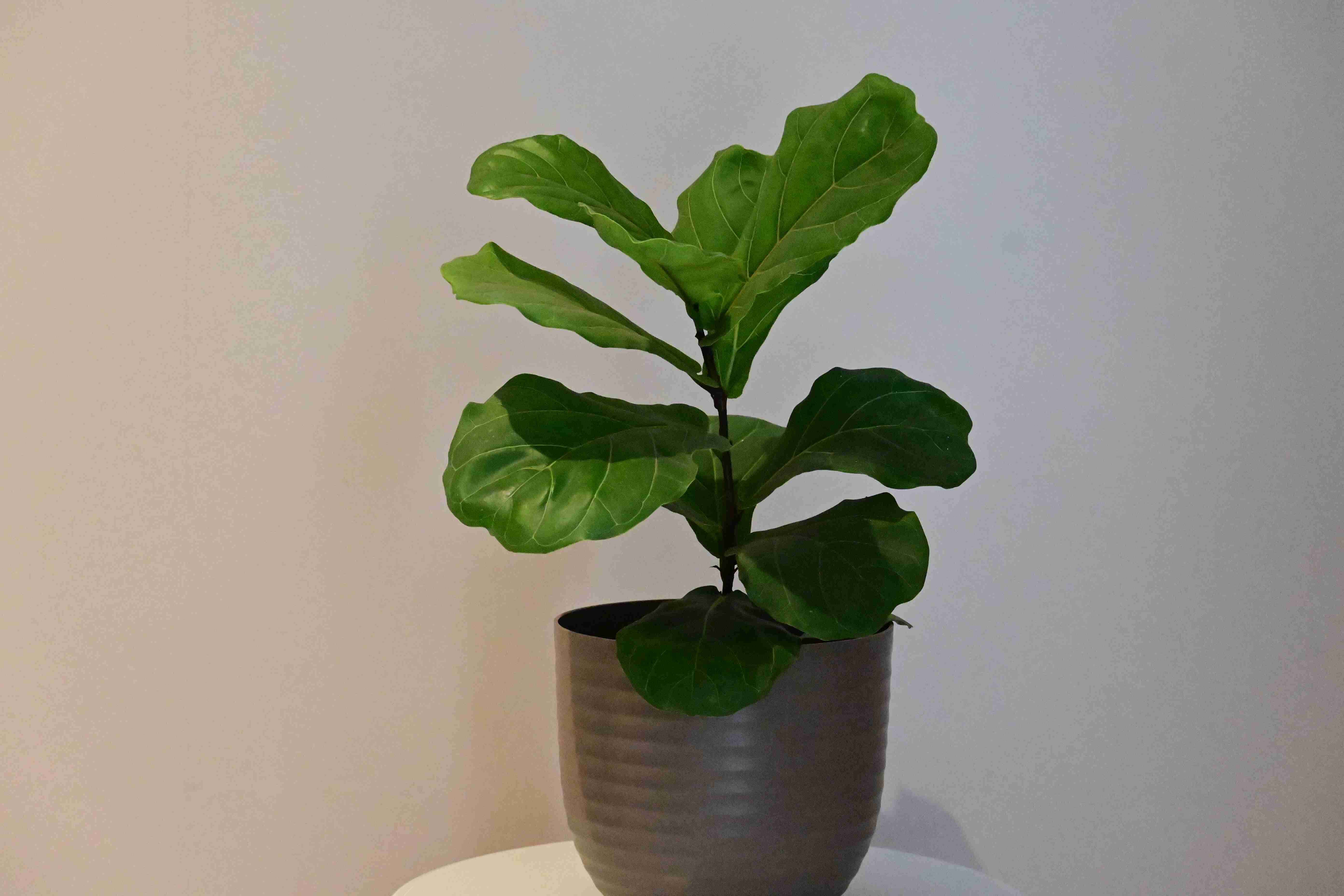 Fiddle fig (Ficus lyrata)