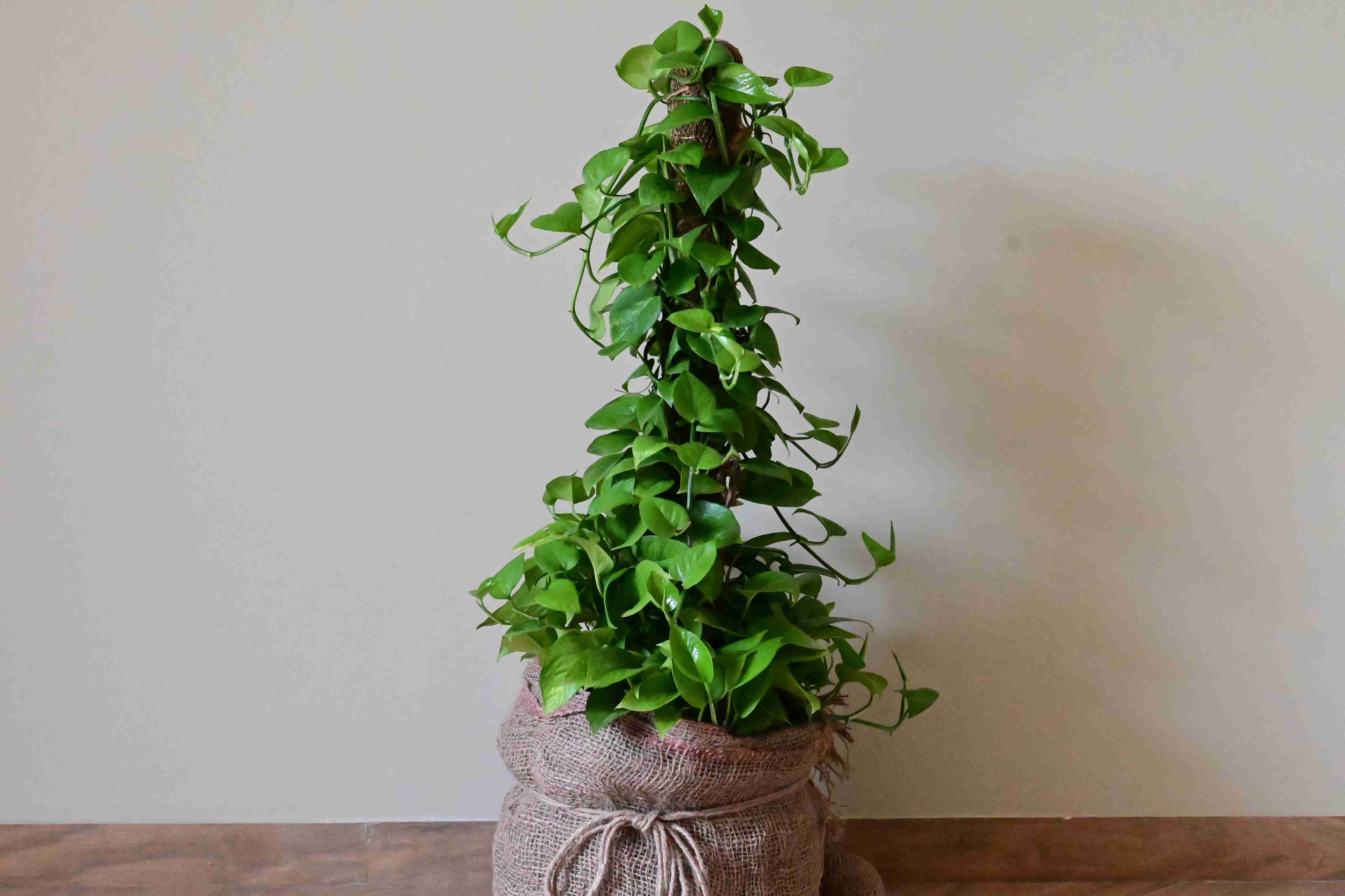 Green Pothas (Mossstick) (Epipremnum aurum)