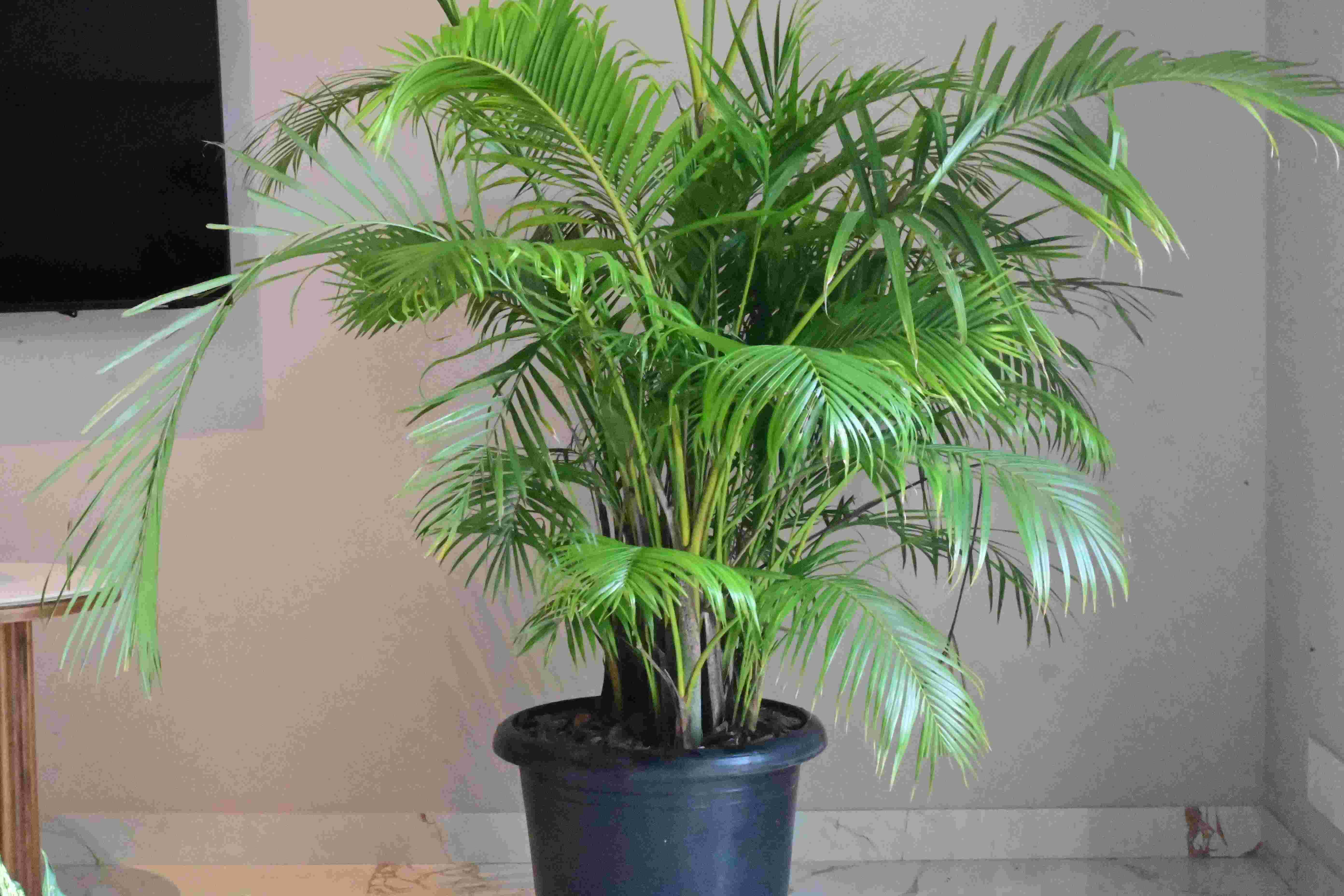 Areca Palm (Dypsis lutescens)