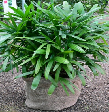 Raphis Palm (Rhapis excelsa)
