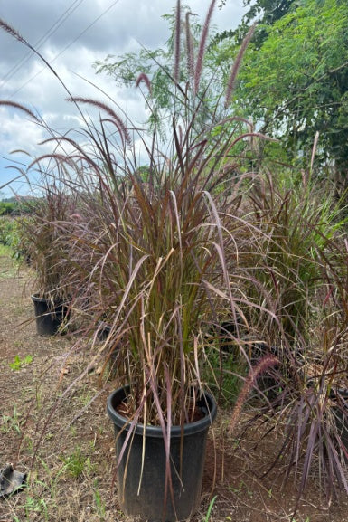 Red Fountain Grass