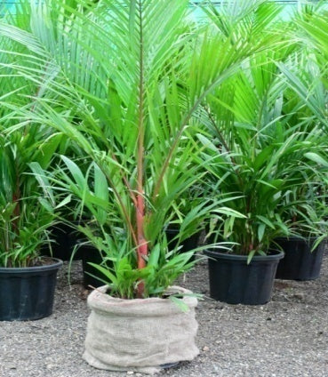 Red Palm (Cyrtostachys renda)