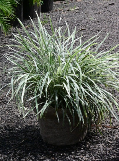 Ribbon grass