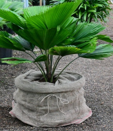 Ruffled fan palm (Pichodia grandis)