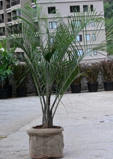 Triangular Palm
