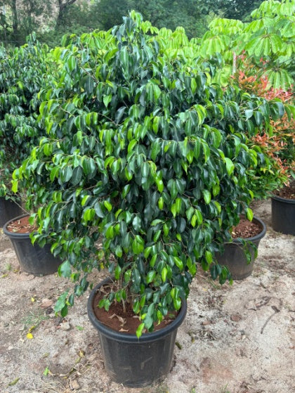 Weeping Fig