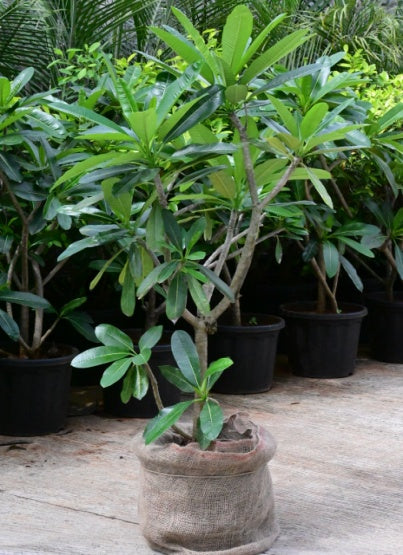 White frangipani (Plumeria alba)