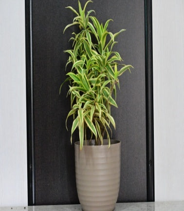 Yellow Song of India (Dracaena Reflexa)